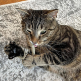 Meowijuana King Catnibas Joints