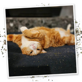 Meowijuana Mice Dreams