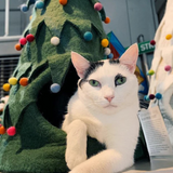 DDKC Christmas Tree Bed