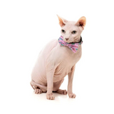 FuzzYard Meowcarons Cat Fashion Pack