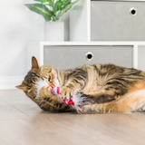 Kittybelles Lit Donut & Peppermint Candy 2pk