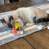 Kittybelles Clownfish Cat Toy