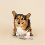 Fringe Freshly Picked 3pk