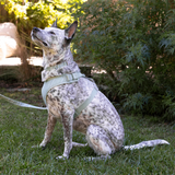 Petshop Block Stripe Dusty Sage Dog Harness