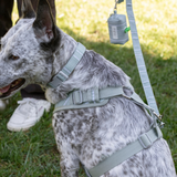 Petshop Block Stripe Dusty Sage Dog Harness