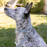 Petshop Block Stripe Dusty Sage Collar