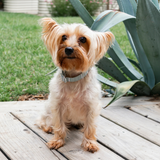 Petshop Block Stripe Dusty Sage Collar