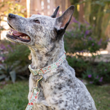 Petshop Ditsy Floral Dog Collar