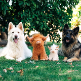 Multipet Highland Cow Plush