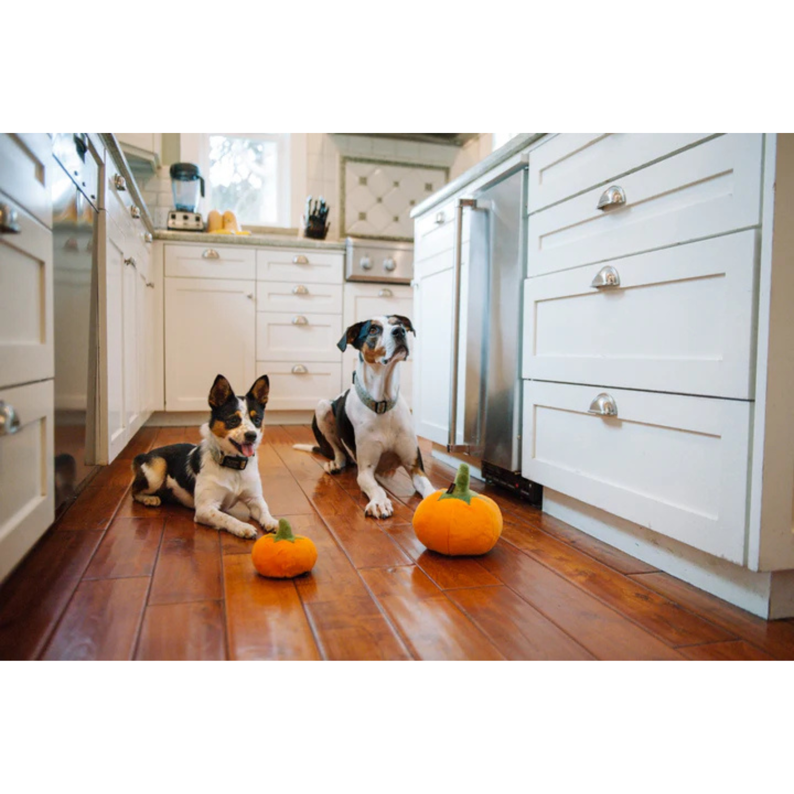 Two dogs sitting on a wooden floor with pumpkins in a kitchen.
