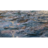 Momentum Rainbow Trout Head
