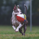 Fluff & Tuff Beach Ball