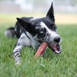 Natural Dog Jumbo Bully Sticks Odor Free 6in Bulk