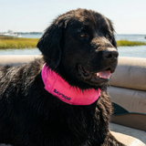 Bay Dog Artic Bay Cooling Collar Pink