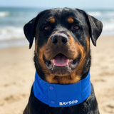 Bay Dog Artic Bay Cooling Collar Blue