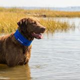 Bay Dog Artic Bay Cooling Collar Blue