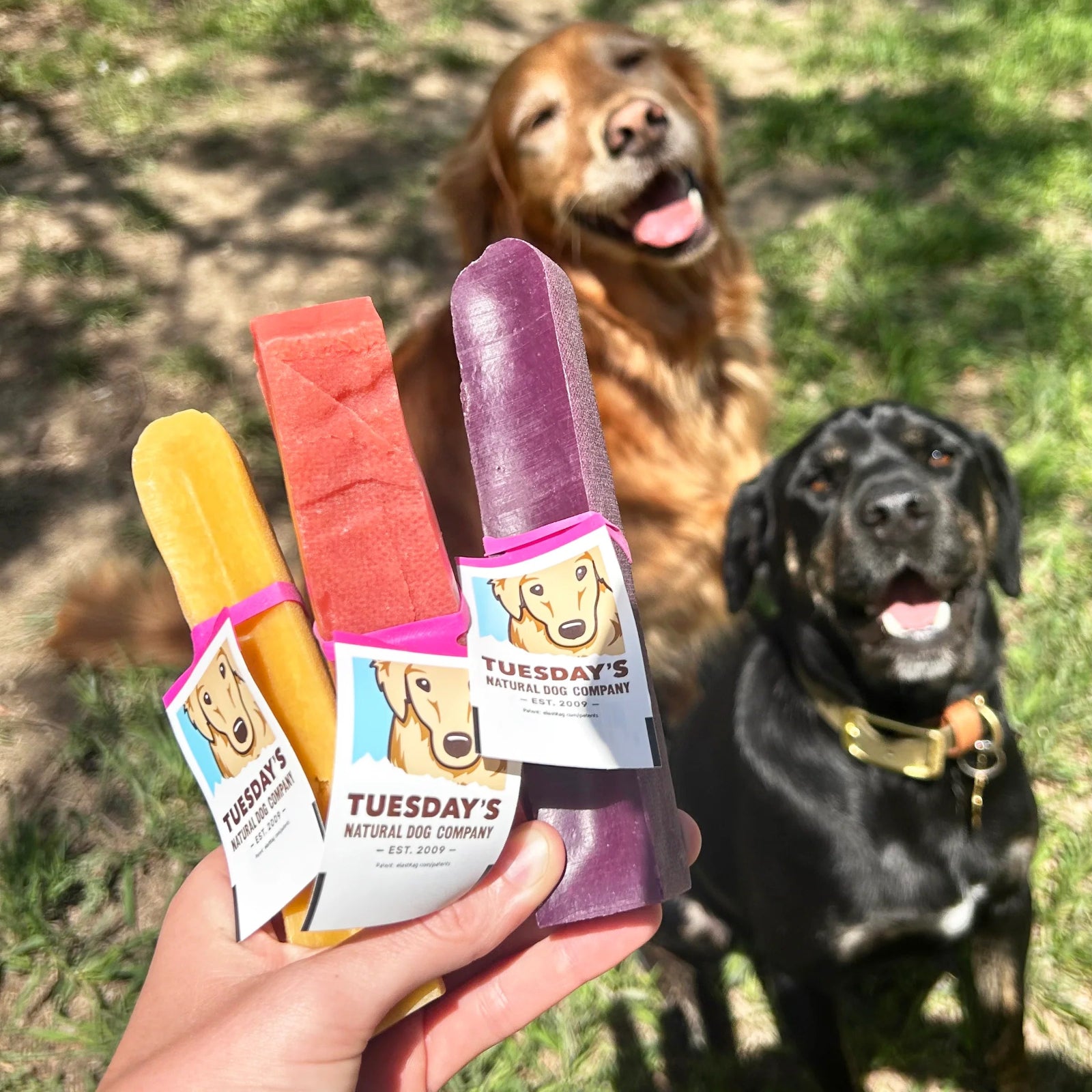 Two dogs sitting on grass with a hand holding purple, red, and yellow dog popsicles from Tuesday's Natural Dog Company.