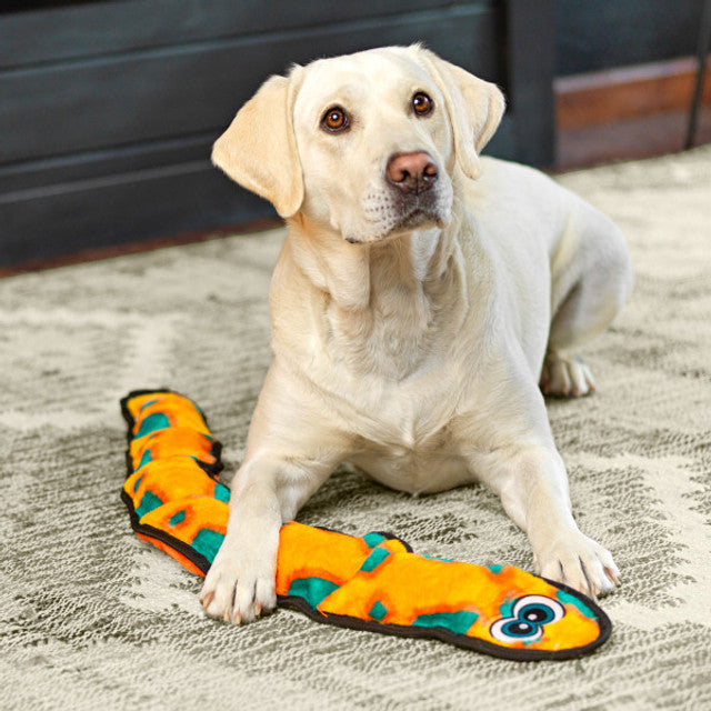Dog playing with a colorful toy on a carpeted floor
