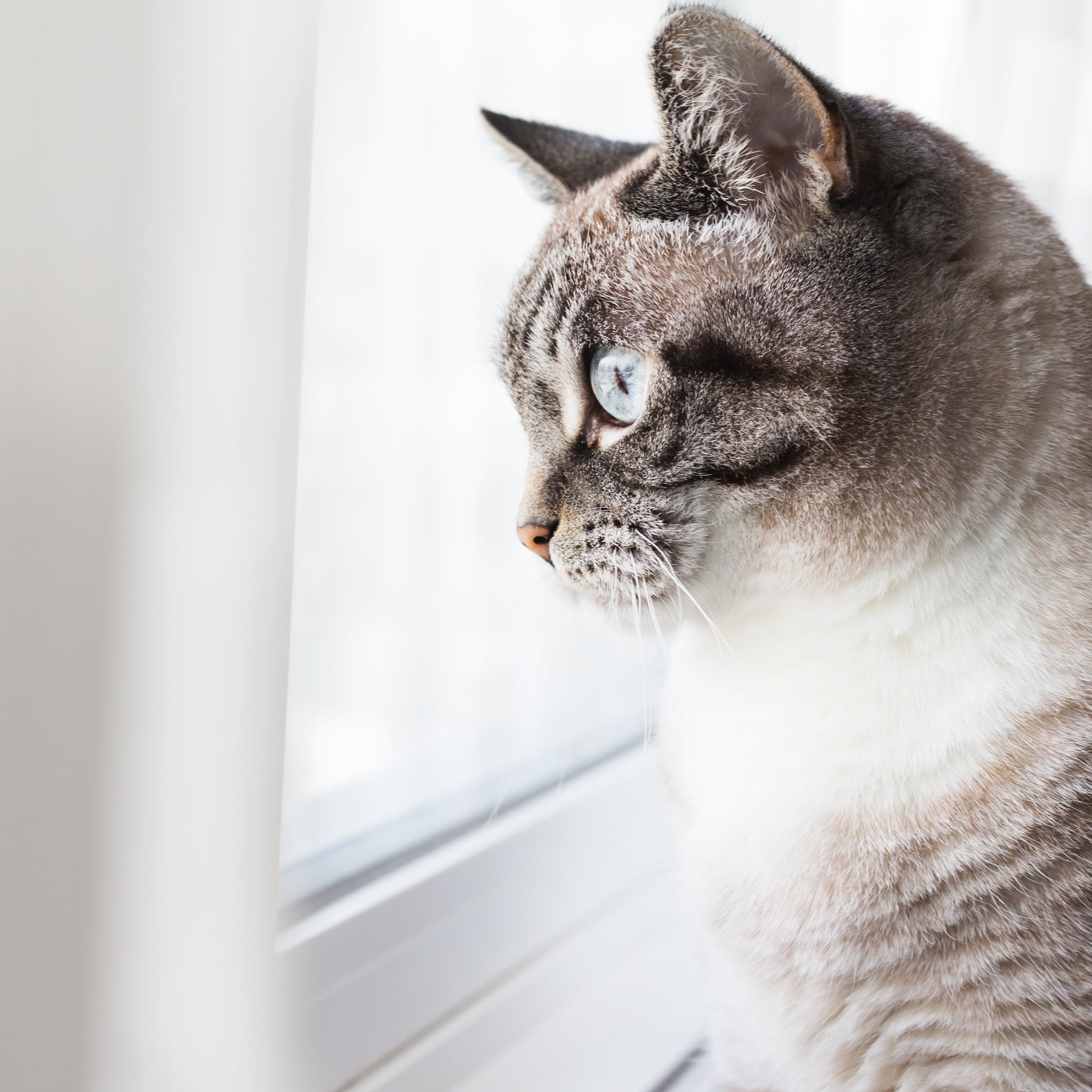 Furever Fierce Rabbit Ears 5pk Firehouse Pet Shop Furever Fierce Rabbit Ears 5pk Firehouse Pet Shop