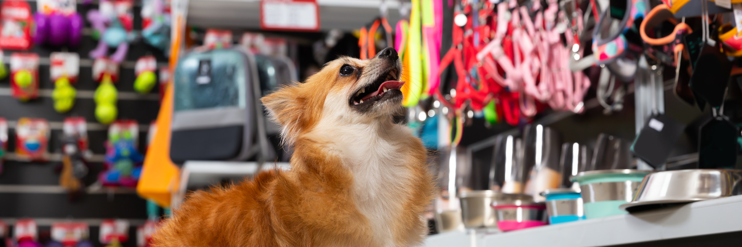 dog shopping in store