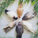 Naked Beasts 2pk Rabbit Head Earless