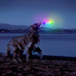 Dog playing with a colorful toy at night by a lake