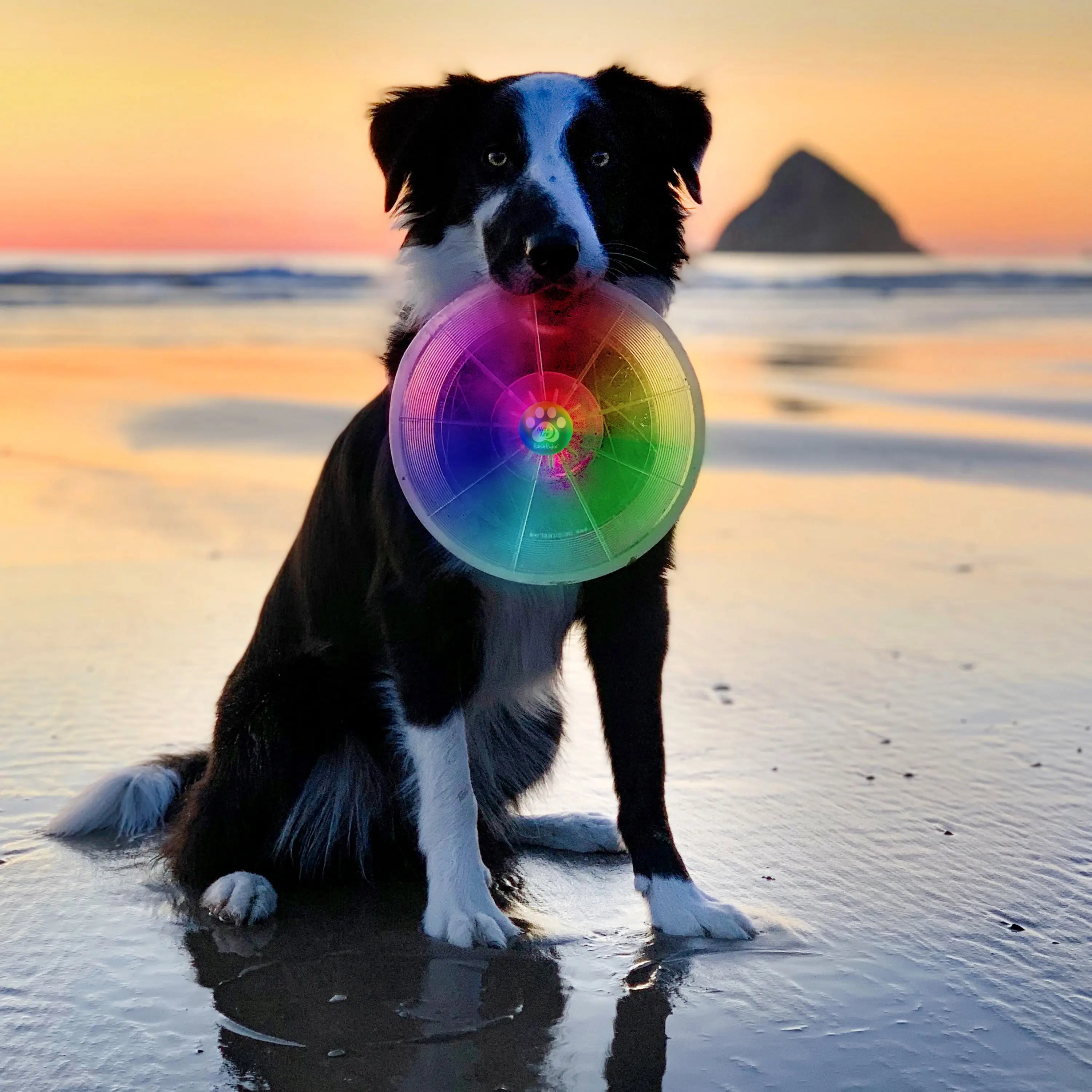 Dog holding a colorful frisbee on a beach at sunset