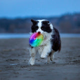 Dog running on a beach with a colorful toy in its mouth