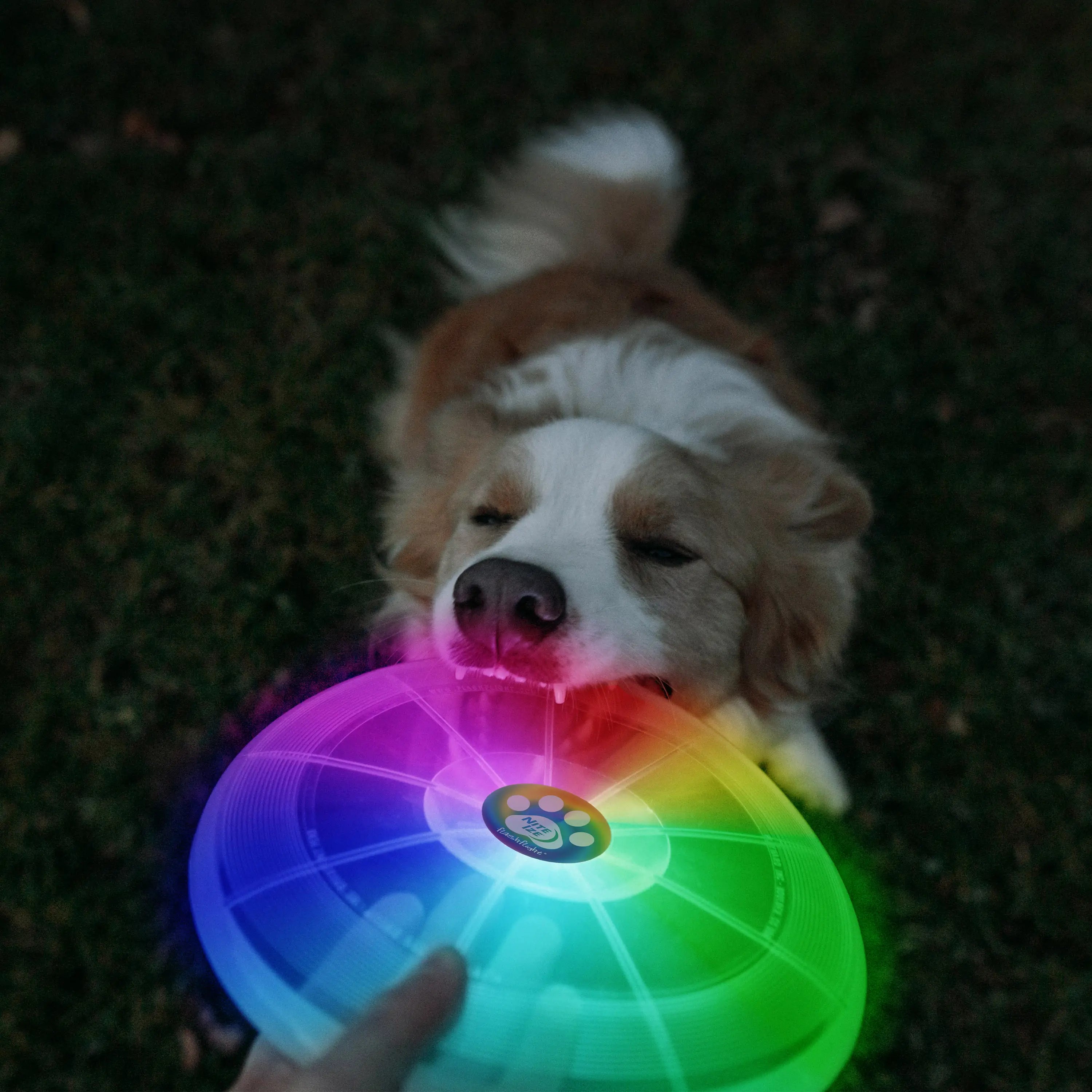 Dog playing with a colorful LED toy on grass