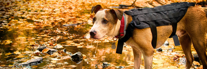 Fall stream, leaves, young mutt wearing a pack vest drinking from the stream