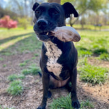 Naked Beasts 2pk Rabbit Head with Ears