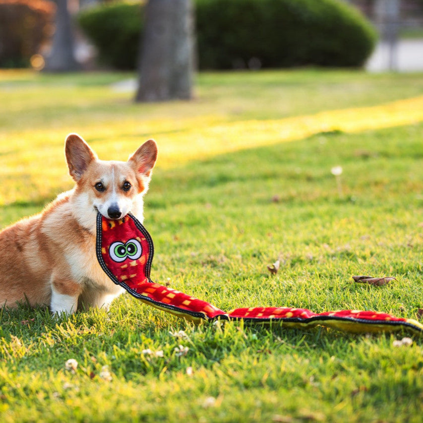 Dog playing with a toy on grass