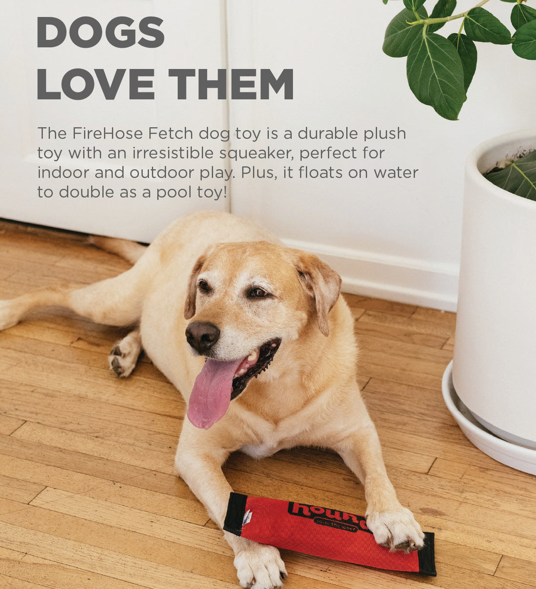 Dog playing with a FireHose Fetch toy on a wooden floor.