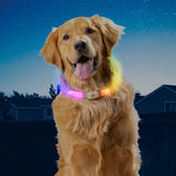 Dog wearing a colorful LED collar against a night sky.
