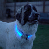 Dog wearing a glowing blue collar in a dark outdoor setting