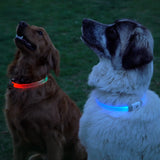 Two dogs wearing LED collars, one orange and one blue, on a grassy field at night.