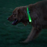 Dog running on grass at night with a glowing green collar