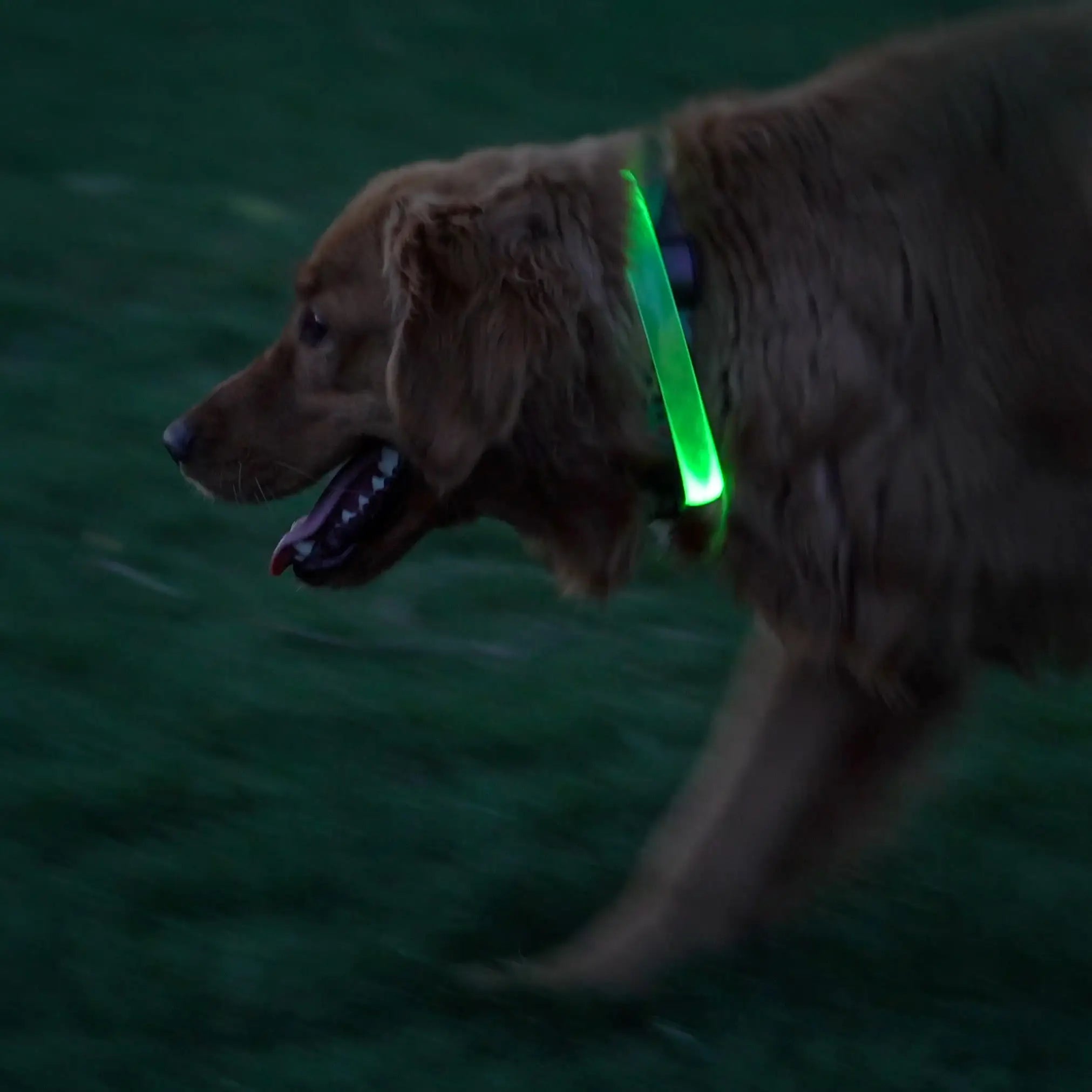 Dog running on grass at night with a glowing green collar