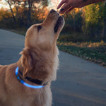 Dog wearing a blue collar being fed by a person outdoors