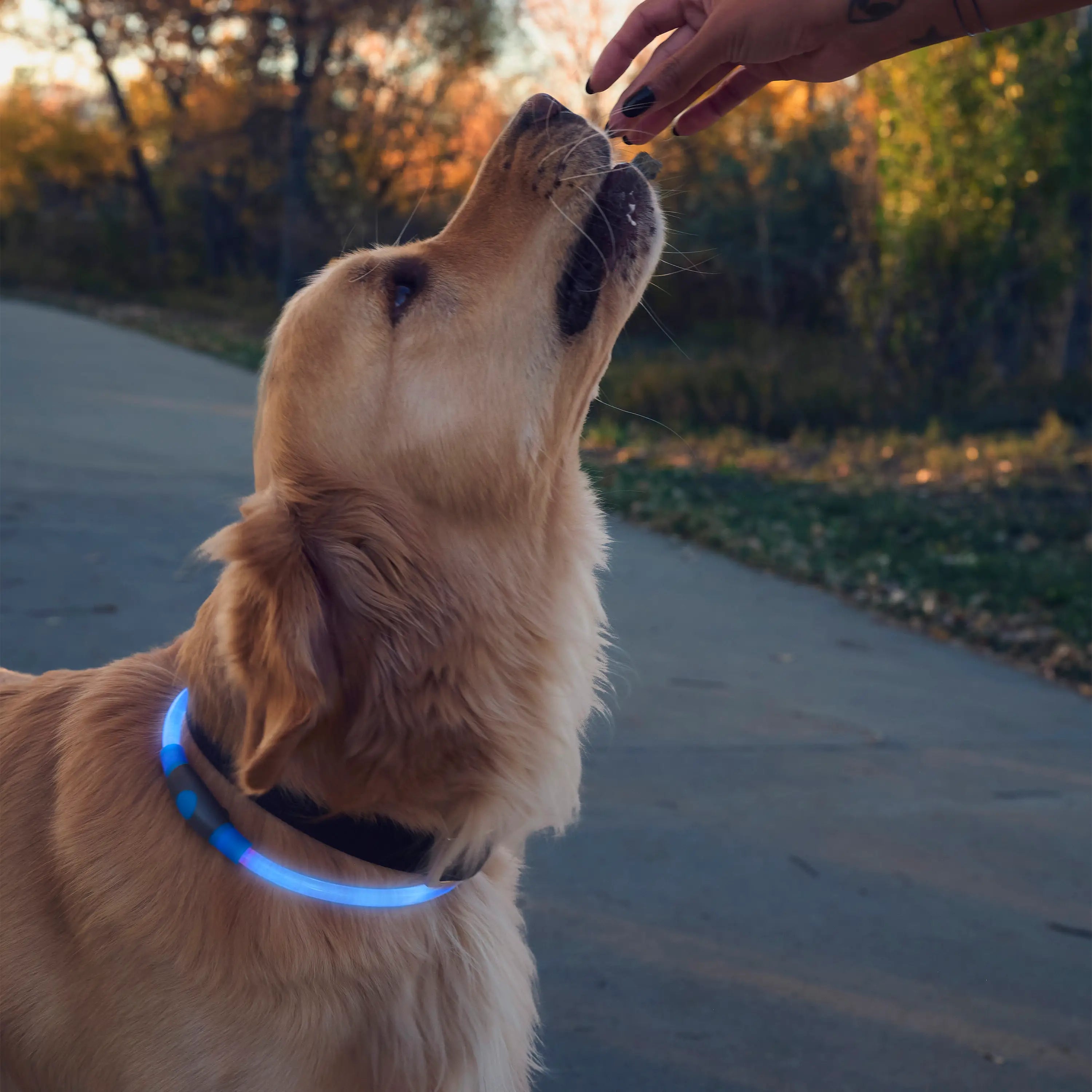 Dog wearing a blue collar being fed by a person outdoors