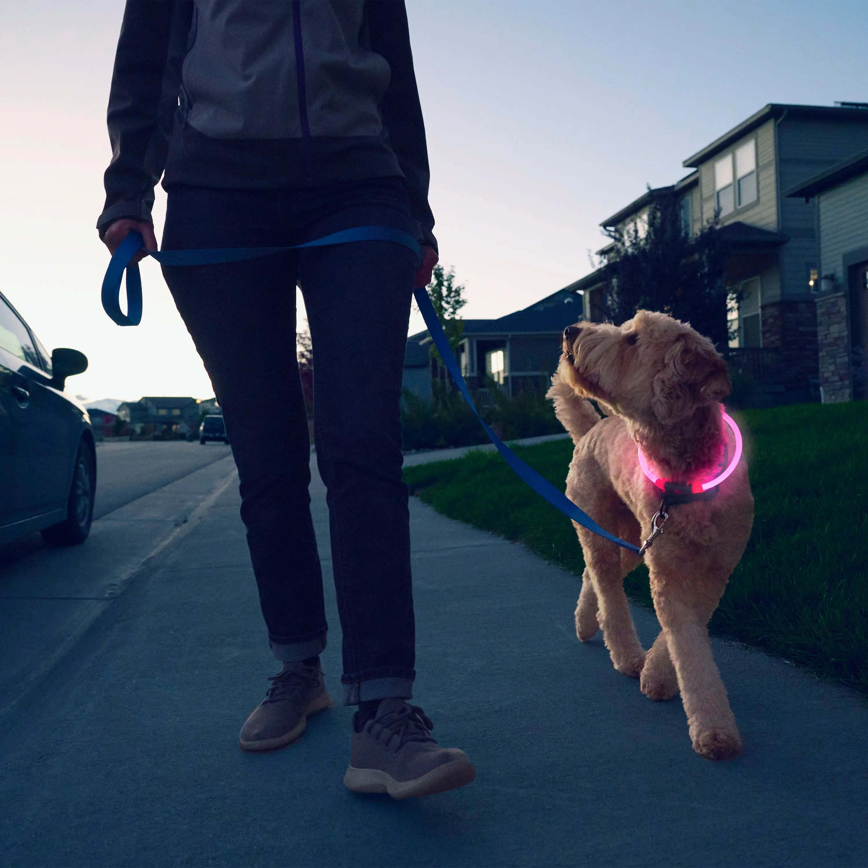 Person walking a dog on a leash with a pink collar at dusk.