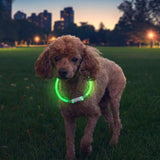Dog wearing a green LED collar in a park at dusk