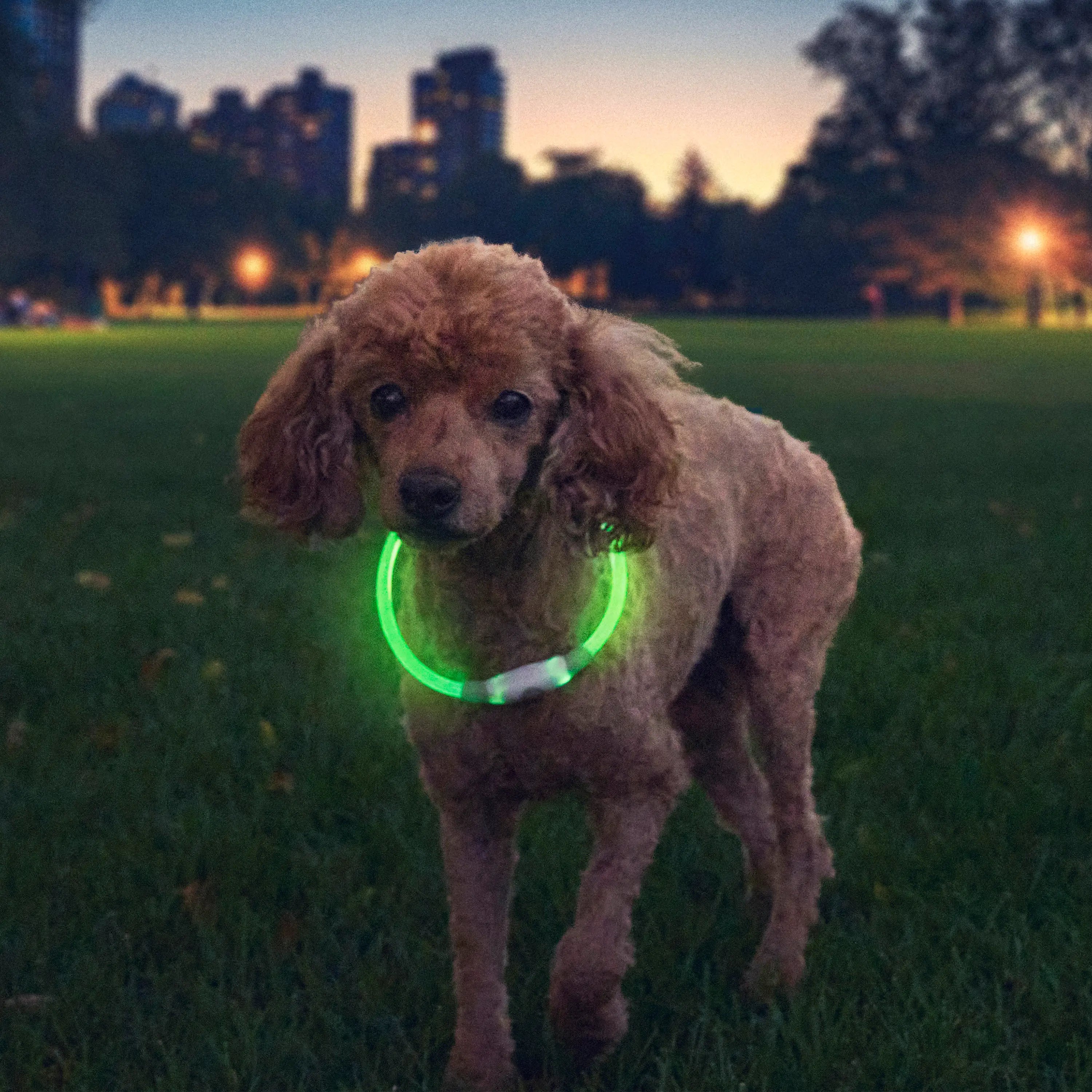 Dog wearing a green LED collar in a park at dusk