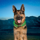 Dog wearing a green collar with a mountainous background