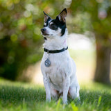 Small white and black dog sitting on grass with a blurred natural background