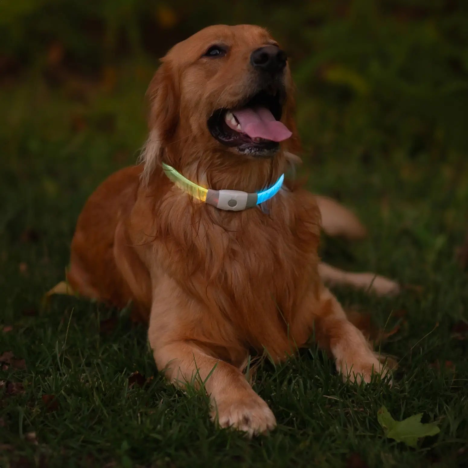 Dog wearing a glowing collar sitting on grass at night