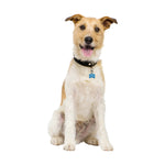 Dog with a collar and tag on a white background