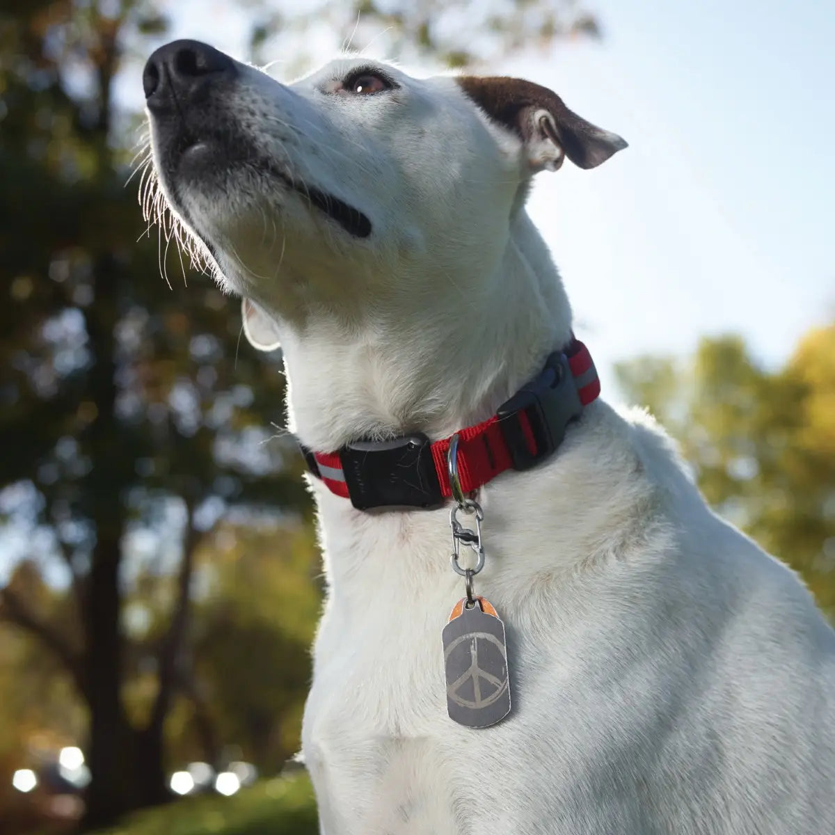 Dog wearing a red collar with a peace sign tag outdoors