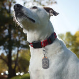 Dog wearing a red collar with a peace sign tag outdoors