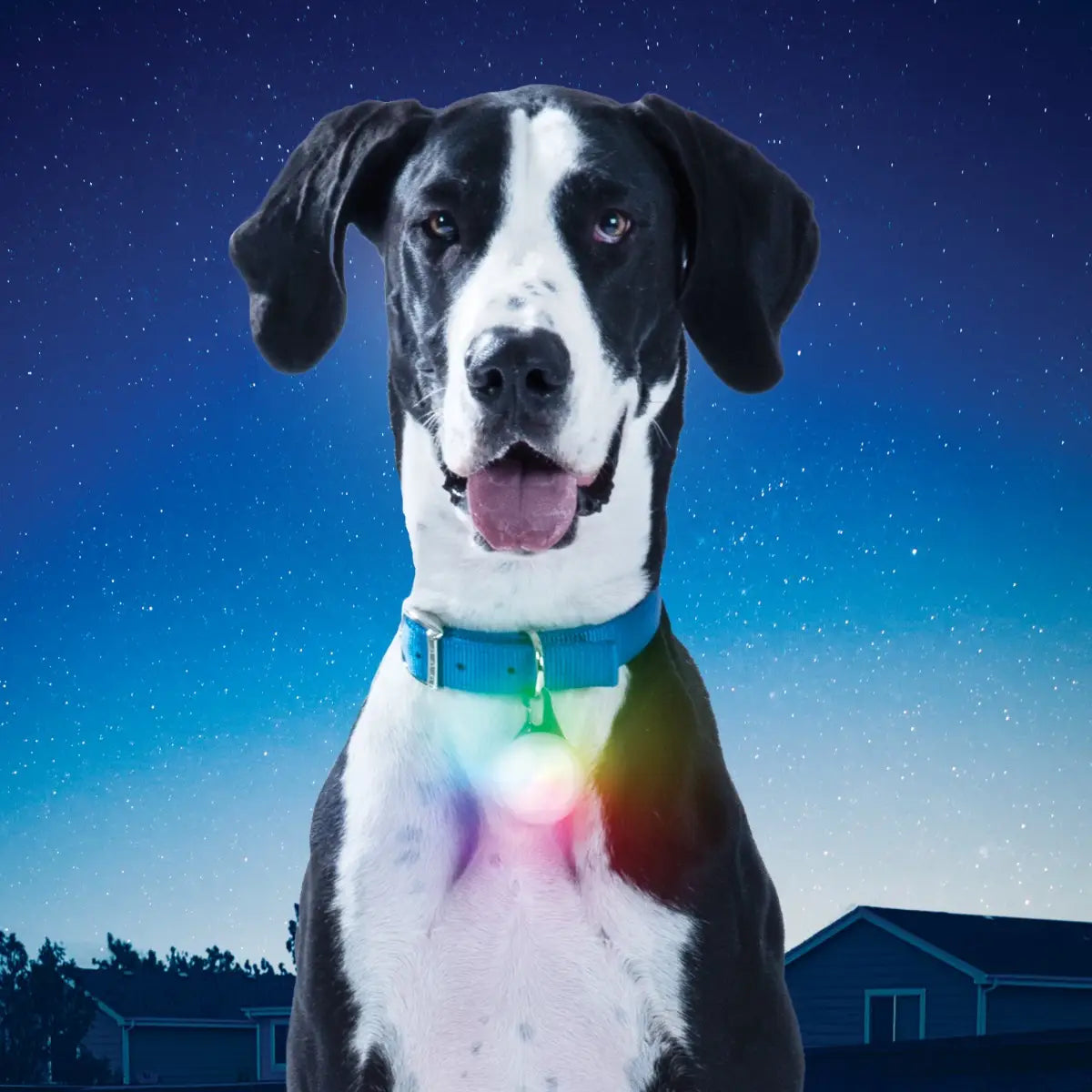 Dog wearing a glowing collar against a night sky with stars
